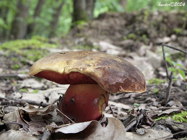 hríb zrnitohlúbikový Sutorius luridiformis (Rostk.) G. Wu & Zhu L. Yang