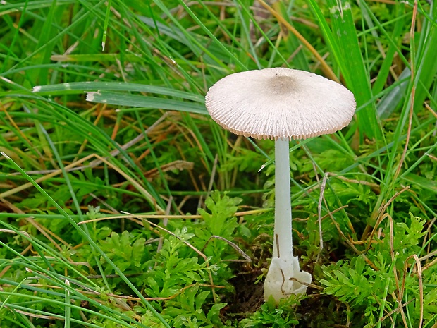 pošvovec Volvariella sp.