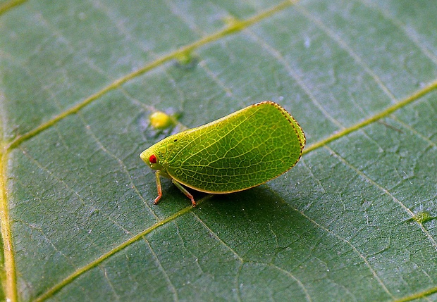 cikádka Acanalonia conica