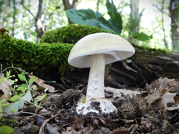 muchotrávka zelená Amanita phalloides (Vaill. ex Fr.) Link