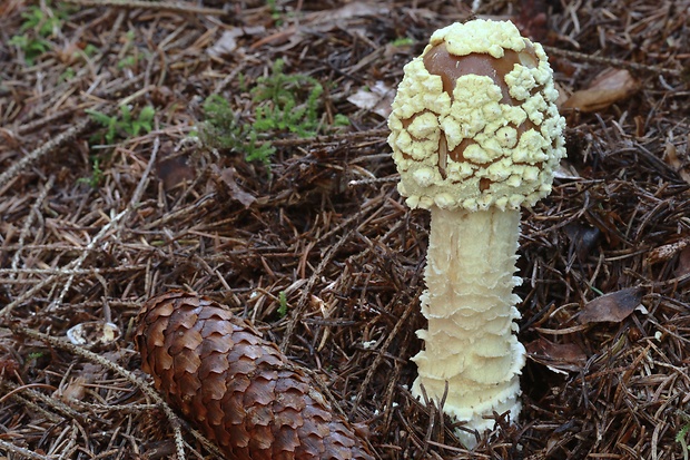 muchotrávka kráľovská Amanita regalis (Fr.) Michael