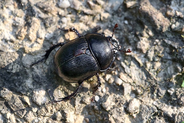 lajniak hôrny Anoplotrupes stercorosus