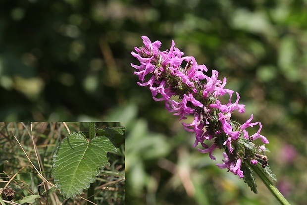 betonika lekárska Betonica officinalis L.