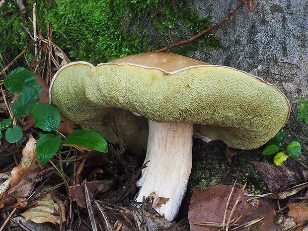 hríb smrekový Boletus edulis Bull.