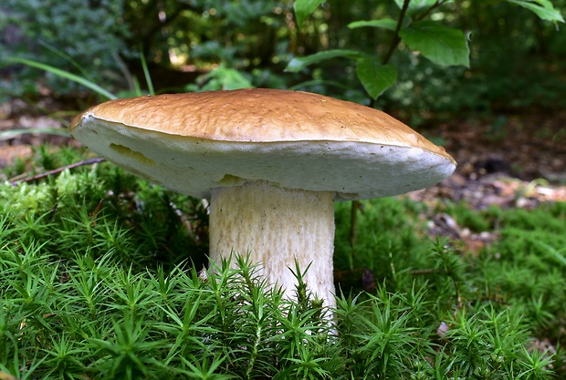 hríb smrekový Boletus edulis Bull.