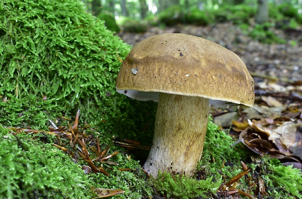 hríb dubový Boletus reticulatus Schaeff.