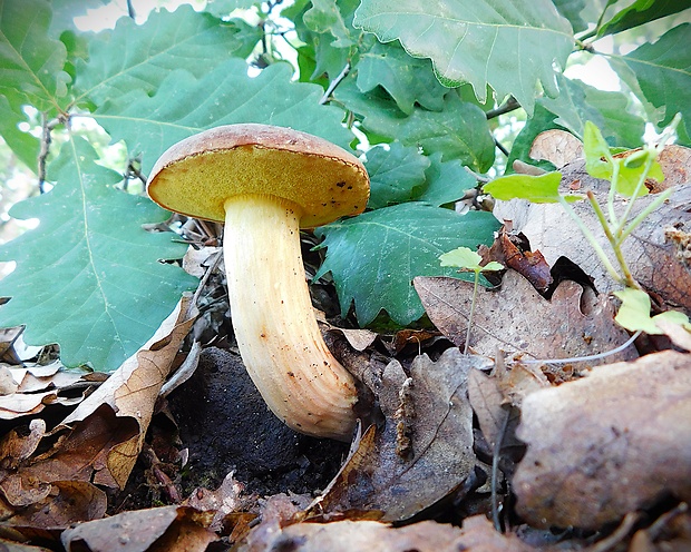 suchohríb plstnatý Boletus subtomentosus L.