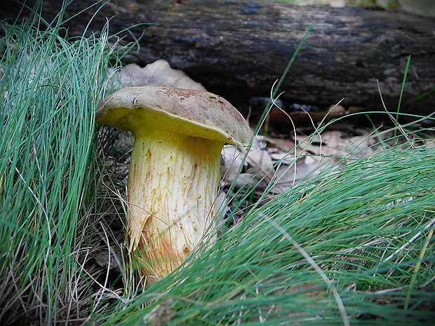 suchohríb plstnatý Boletus subtomentosus L.