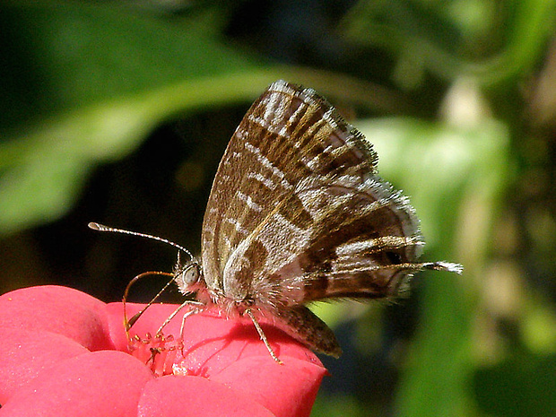 modráčik muškátový  Cacyreus marshalli  Butler, 1898