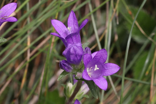 zvonček klbkatý Campanula glomerata agg. L.