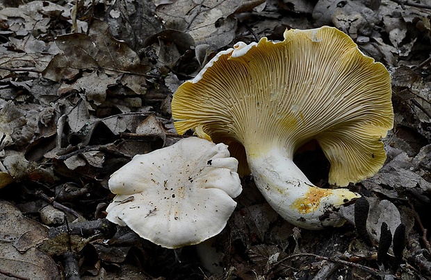 kuriatko bledé Cantharellus pallens Pilát