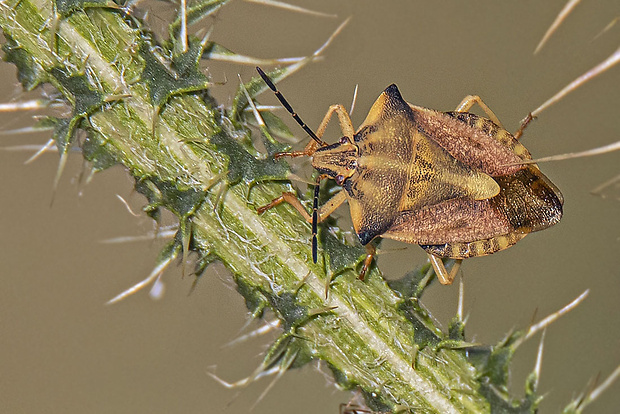 bzdocha rohatá Carpocoris fuscispinus (Boheman, 1850)