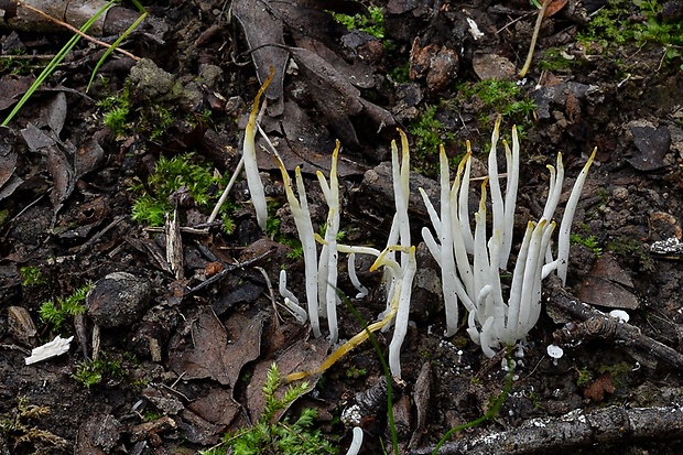 kyjačik lámavý Clavaria fragilis Holmsk.