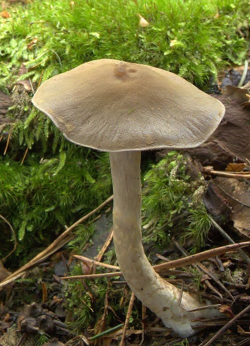 pavučinovec Cortinarius sp.