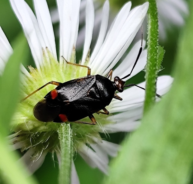 bzdôška premenlivá   Deraeocoris ruber