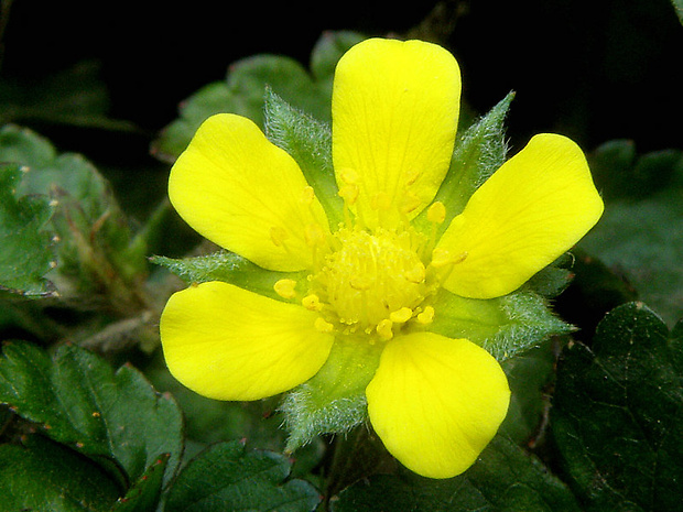 pajahoda indická Duchesnea indica (Andrews) Focke