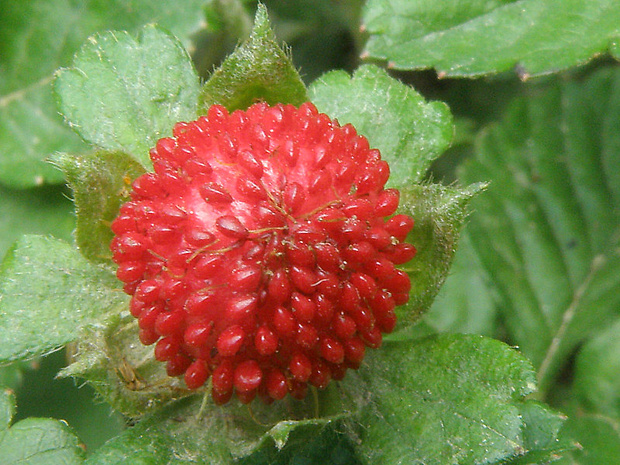 pajahoda indická Duchesnea indica (Andrews) Focke