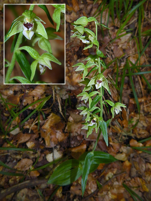 kruštík leuteho Epipactis leutei