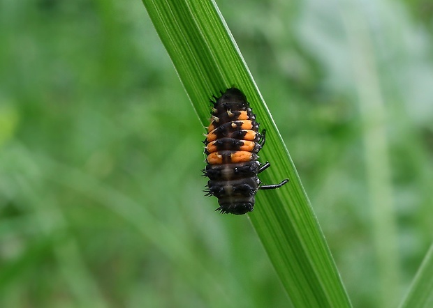 lienka - larva Harmonia axyridis