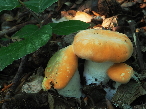 jelenka poprehýbaná Hydnum repandum L.