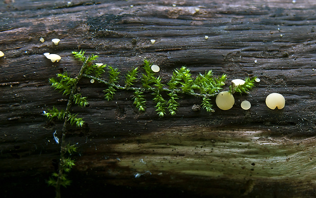 čiašočka Hymenoscyphus sp.