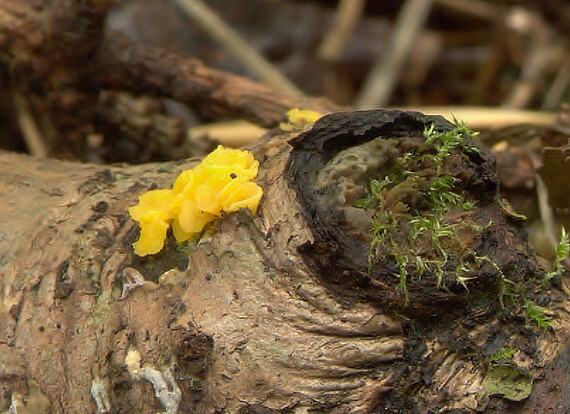 čiašočka Hymenoscyphus sp.