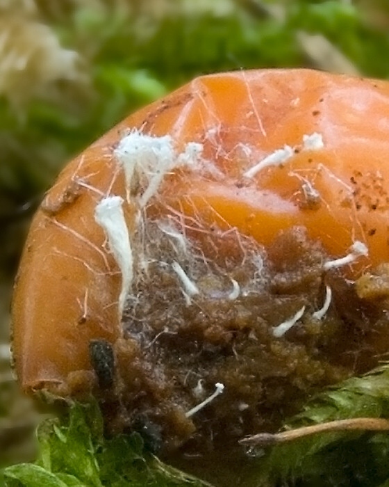 Hyphomyces sp.