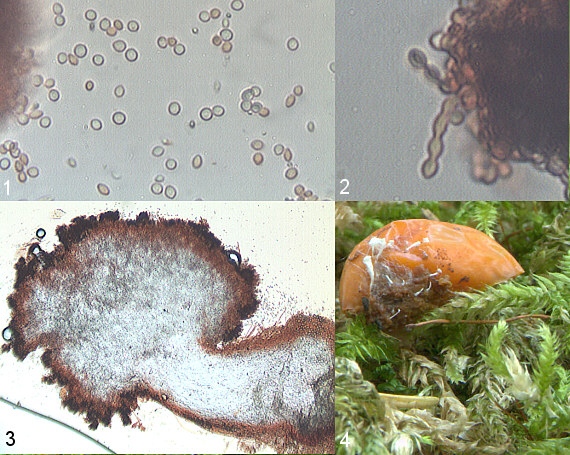 Hyphomyces sp.