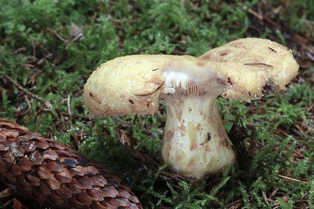 rýdzik nádherný Lactarius repraesentaneus Britzelm.