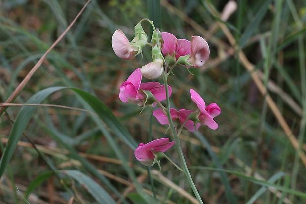 hrachor širokolistý Lathyrus latifolius L.