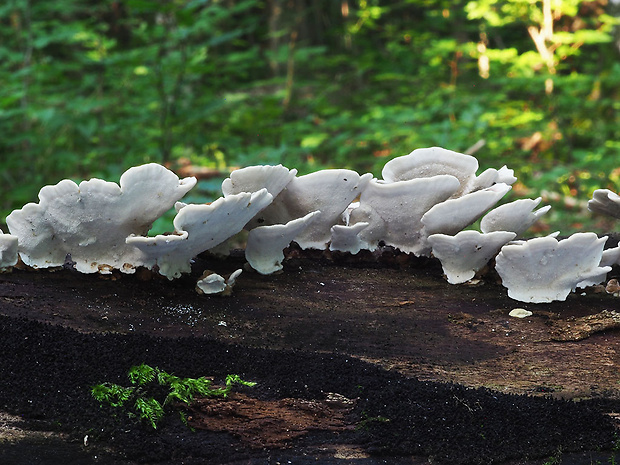 pevnúšik dvojfarebný Laxitextum bicolor (Pers.) Lentz