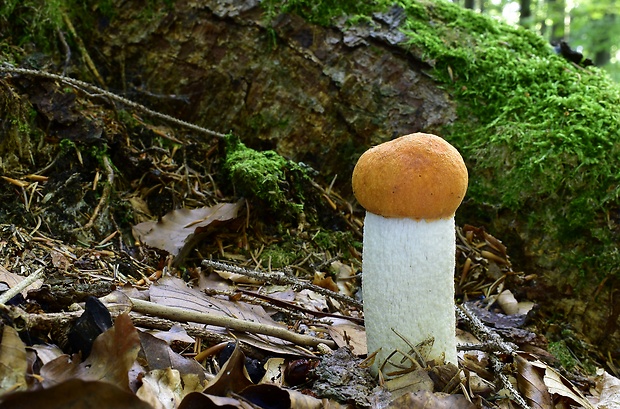 kozák osikový Leccinum albostipitatum den Bakker & Noordel.