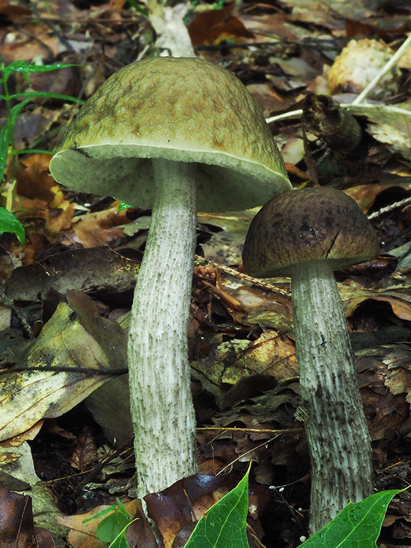 kozák hrabový Leccinum pseudoscabrum (Kallenb.) Šutara