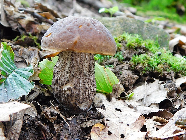 kozák hrabový Leccinum pseudoscabrum (Kallenb.) Šutara