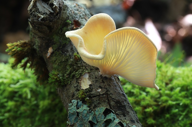 húževnatec voňavý Lentinus suavissimus Fr.