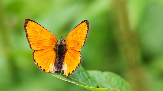 ohniváčik zlatobyľový  Lycaena virgaureae