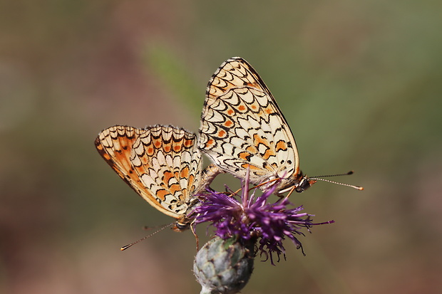 hnedáčik nevädzový  Melitaea phoebe