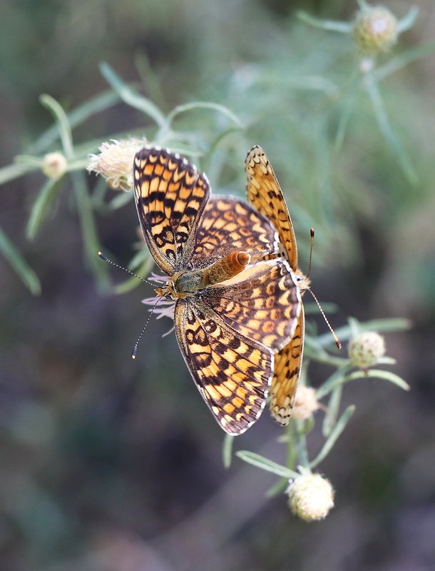 hnedáčik nevädzový Melitaea phoebe