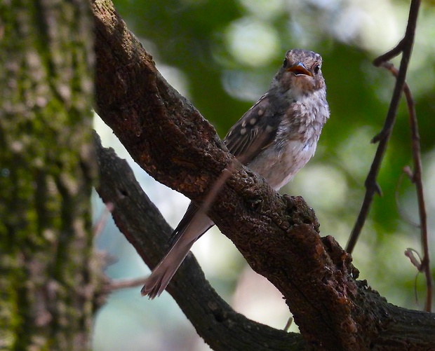 muchár sivý Muscicapa striata