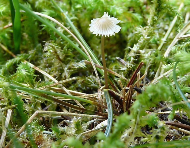 prilbička Mycena sp.