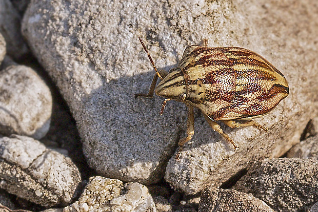 štítovka rudopásá Odontotarsus purpureolineatus  Rossi, 1790