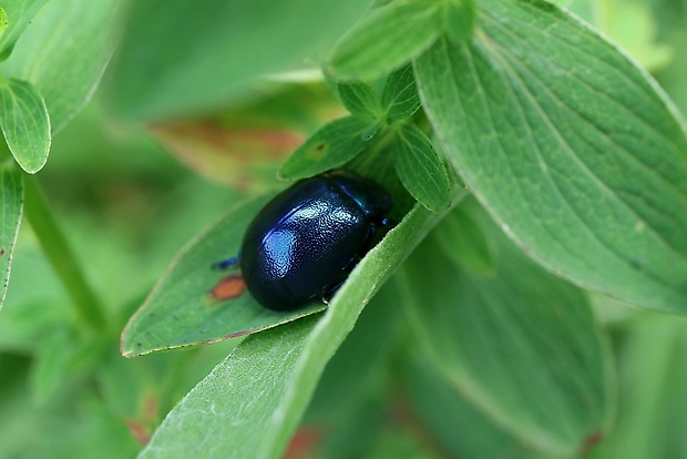 liskavka/mandelinka tmavomodrá Oreina caerulea