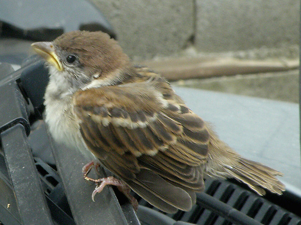 vrabec domový Passer domesticus