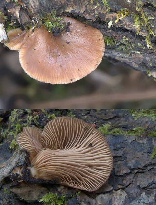 hliva Pleurotus sp.