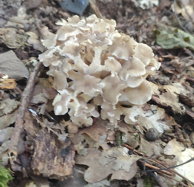 trúdnik klobúčkatý Polyporus umbellatus (Pers.) Fr.