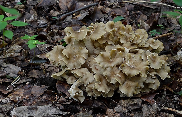 trúdnik klobúčkatý Polyporus umbellatus (Pers.) Fr.