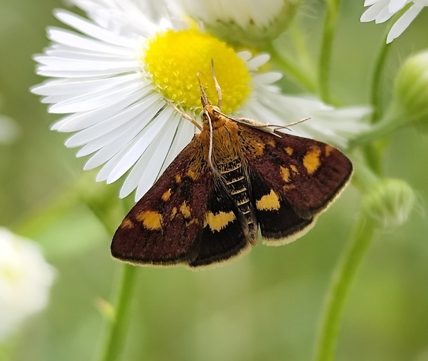 vijačka zlatoškvrnná Pyrausta aurata