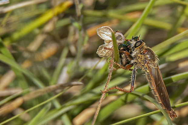 muchárka  Stenopogon sabaudus