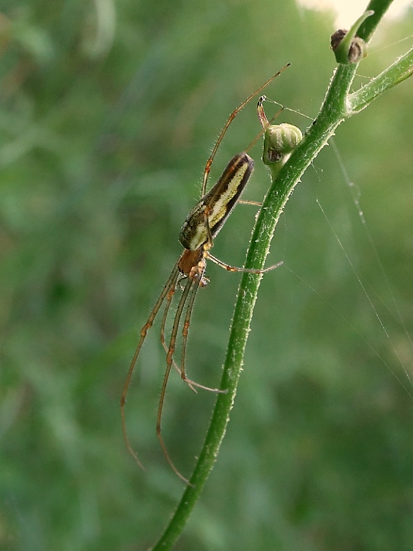 čeľustnatka trstinová Tetragnatha extensa