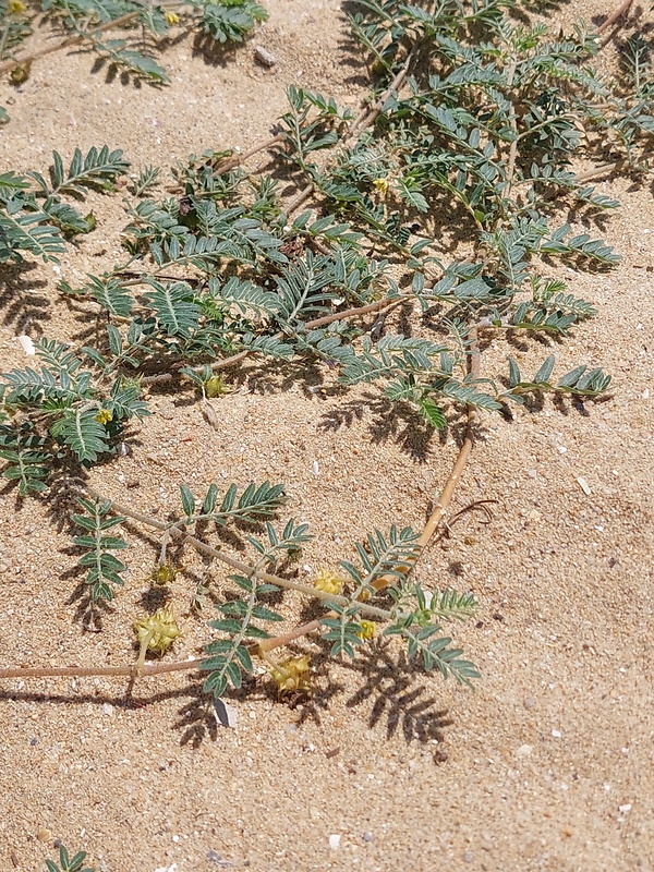 kotvičník zemný Tribulus terrestris L.